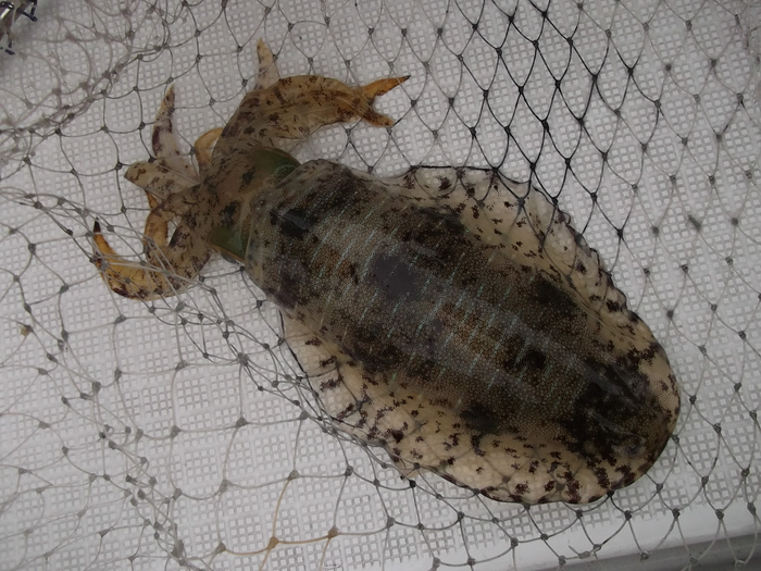 auto_2NGHzt.png auto_2NGHzt.png