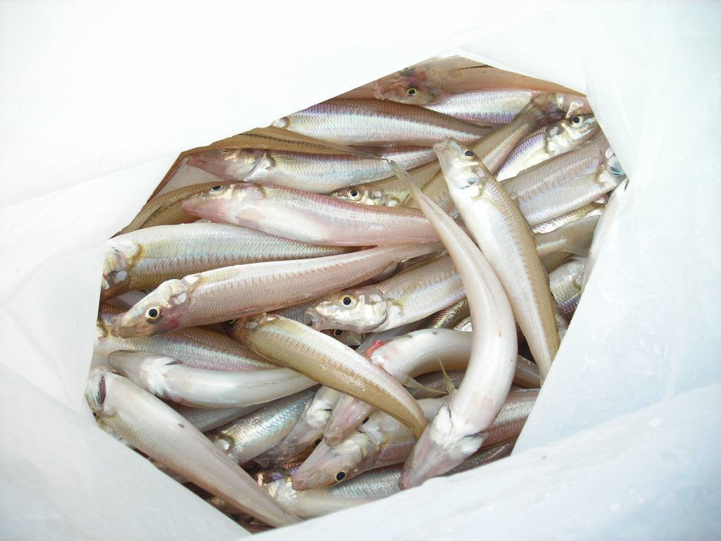 画像の説明 画像の説明