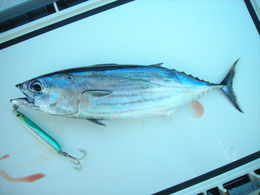 画像の説明 画像の説明