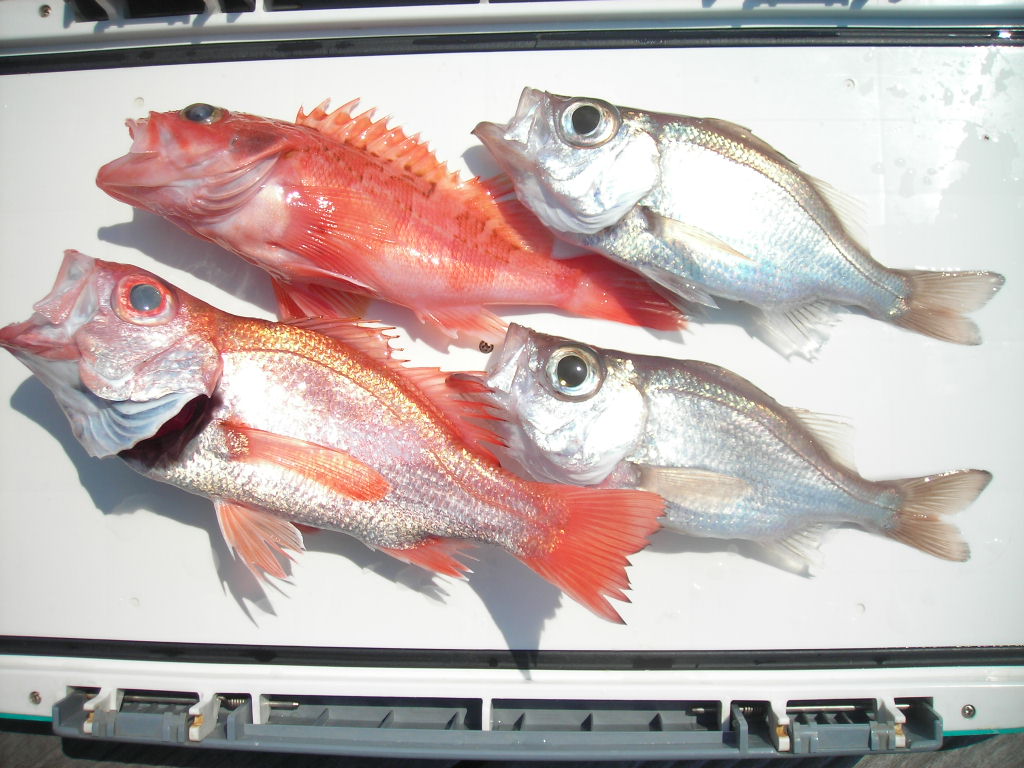 画像の説明 画像の説明