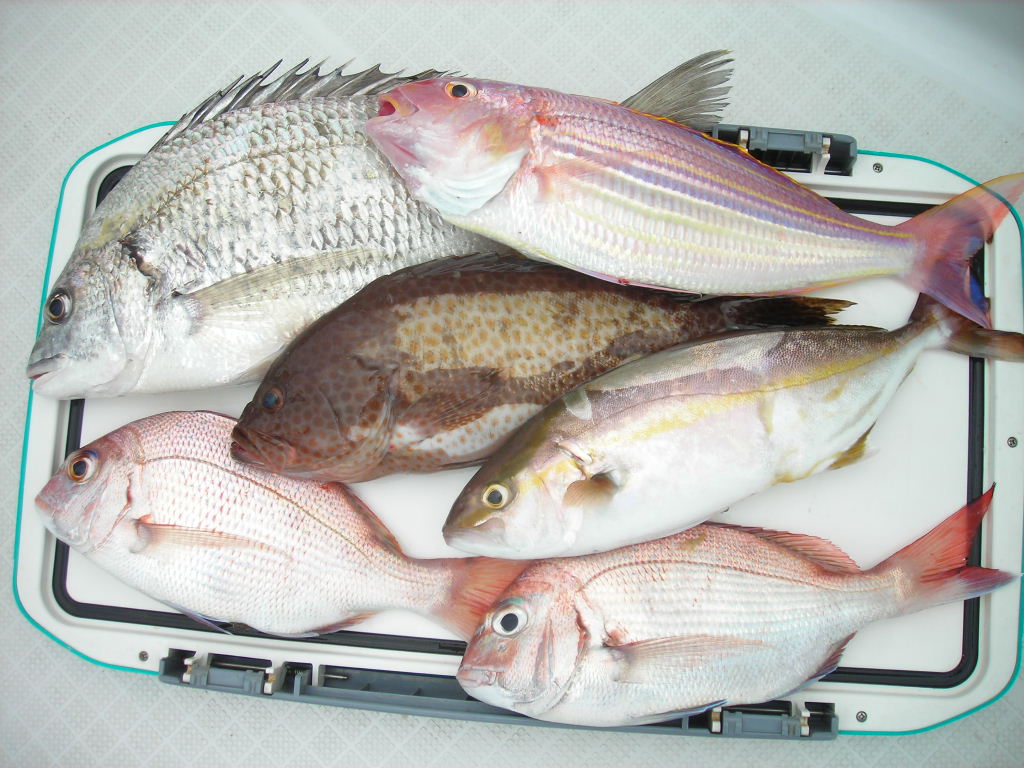 画像の説明 画像の説明