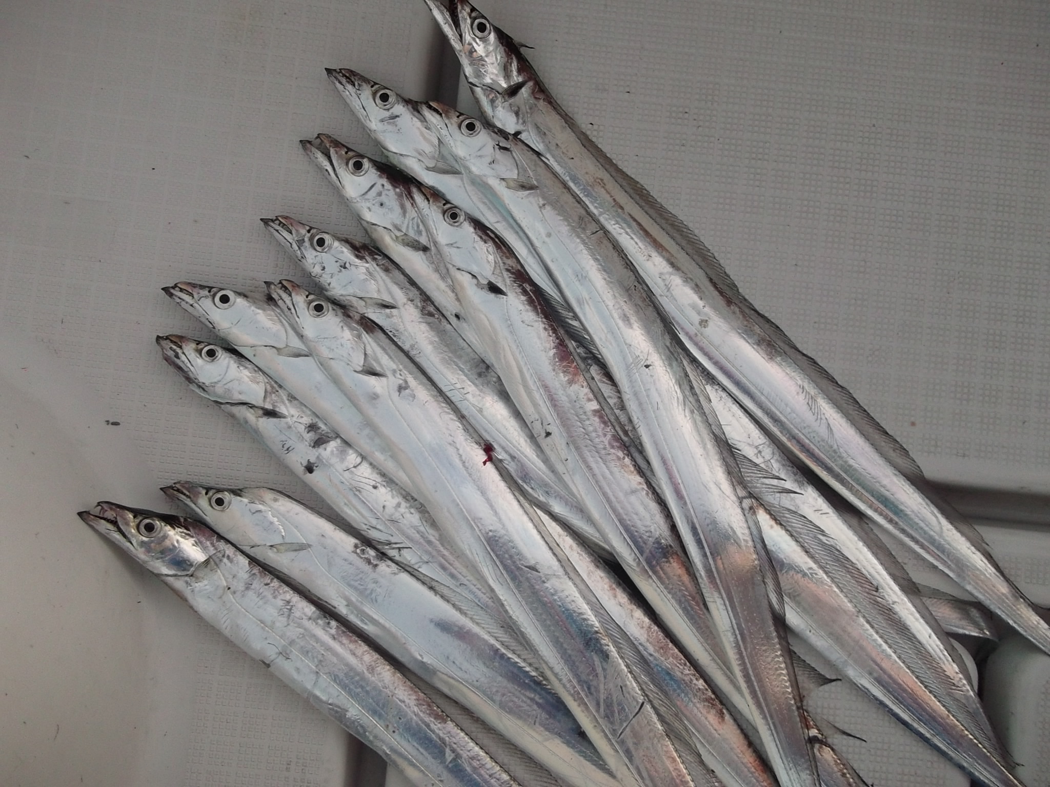 画像の説明 画像の説明