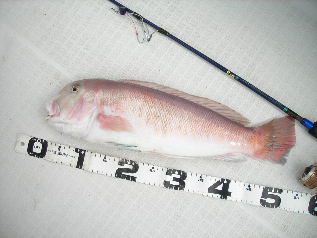 画像の説明 画像の説明