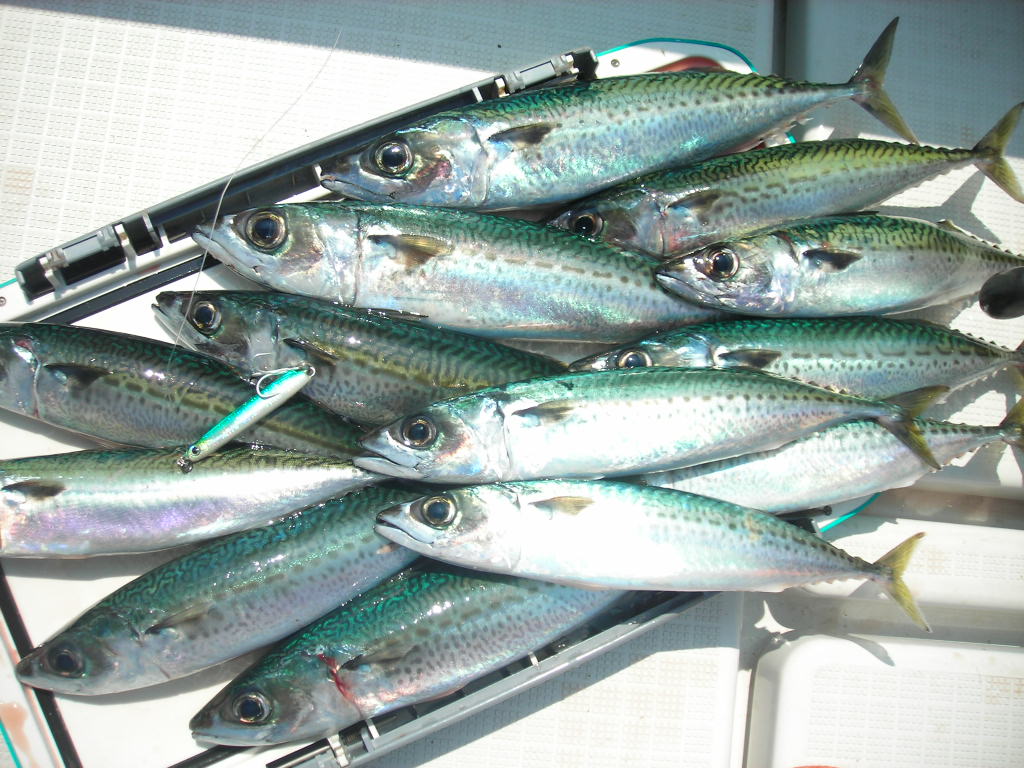 画像の説明 画像の説明