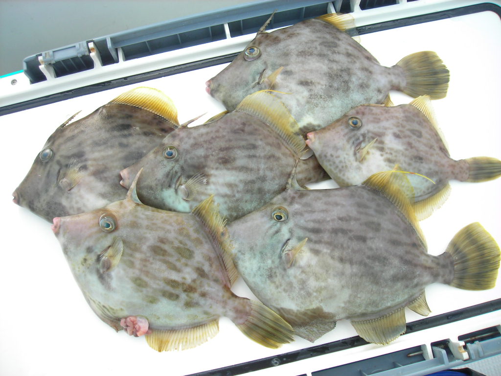 画像の説明 画像の説明