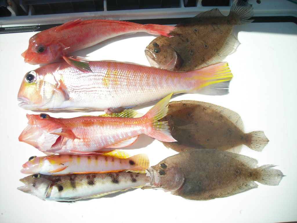 画像の説明 画像の説明